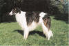 Ch Fjodor von Schloss Olef