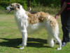 Ch Brassok Vilmos Huszar