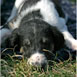 Ninochka's puppy