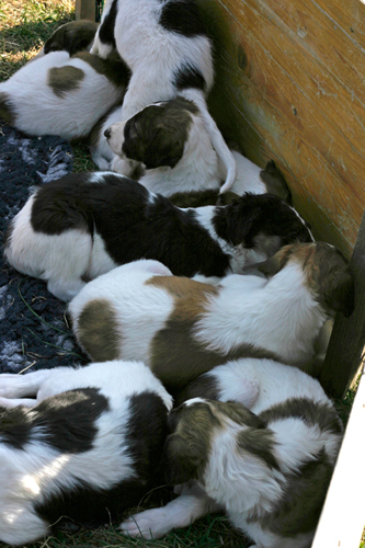 V leglo - V litter